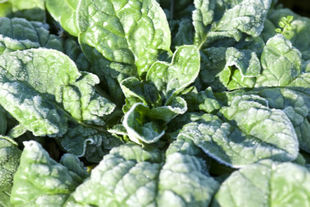 Field Spinach