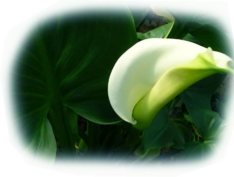 Calla Lily