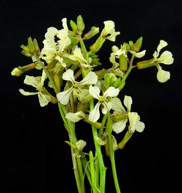Arugula Flowers