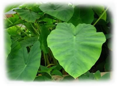 Elephant Ears