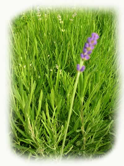 Lavender