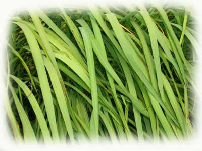 lemongrass grown full height