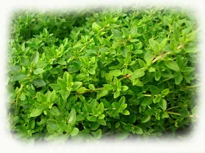 Fresh Marjoram