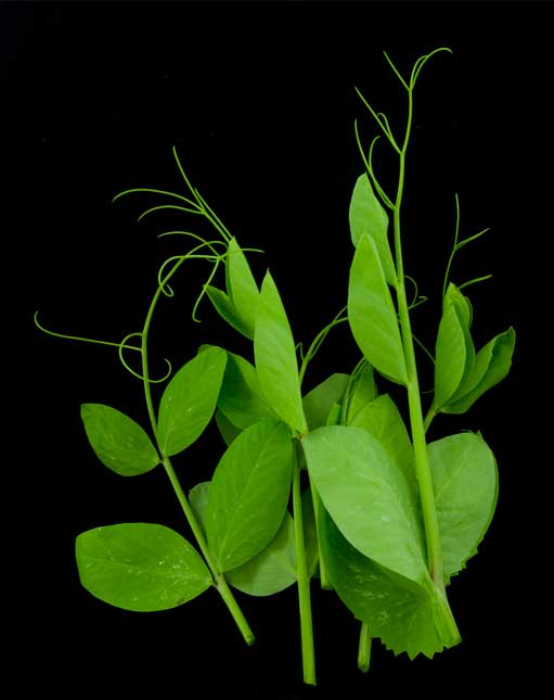 Pea Shoots