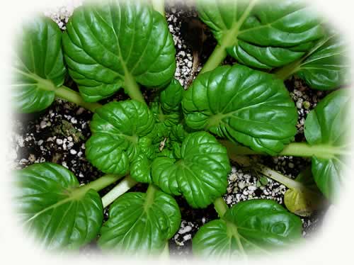 Tatsoi Rosette