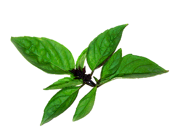 Thai Basil top