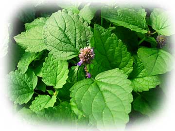 Anise Hyssop