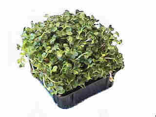 We Now Grow Sprouts