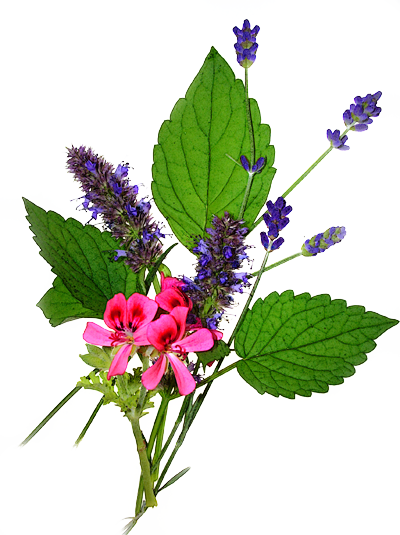Bunch of edible flowers photo