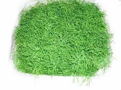 Baby Dill