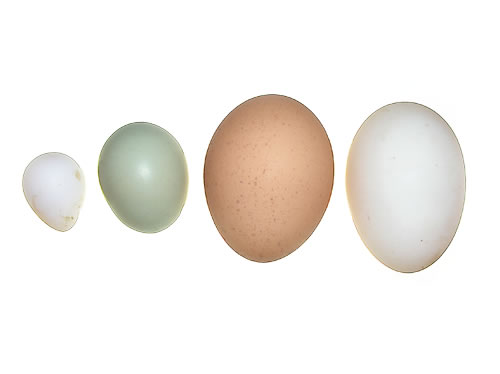 eggs