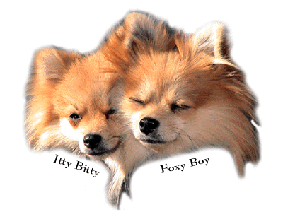 Foxy and Itty-Bitty Pomeranians