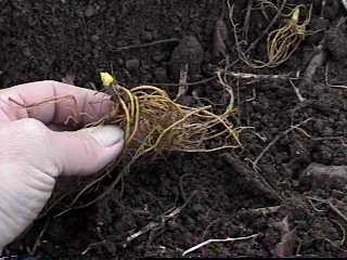 Goldenseal Root