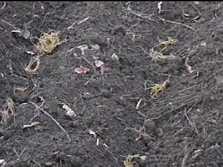 Farm raised goldenseal beds