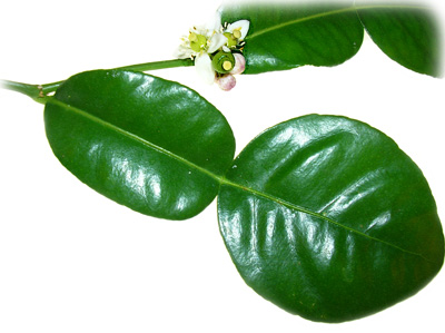 Kaffir Lime Leaf