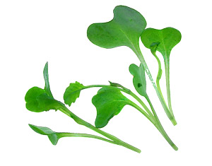 microcollards