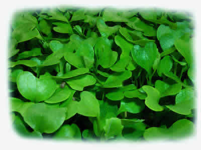 Micro Collard Greens