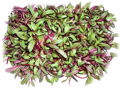 Micro Beet Greens
