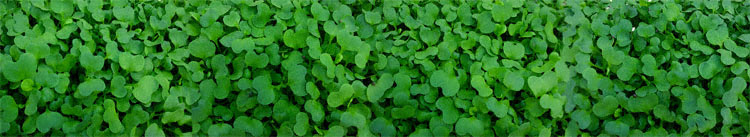 Micro Tatsoi