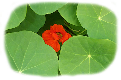 Nasturtium