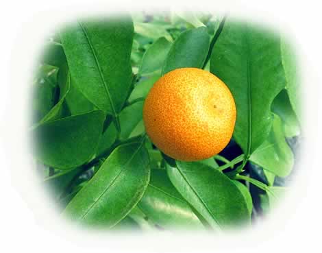 Calamondin Orange