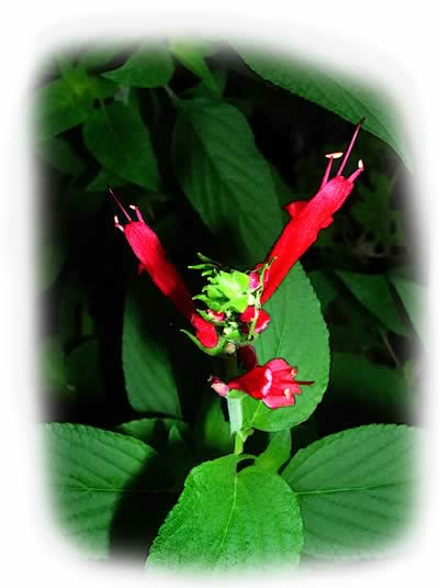 Pineapple Sage