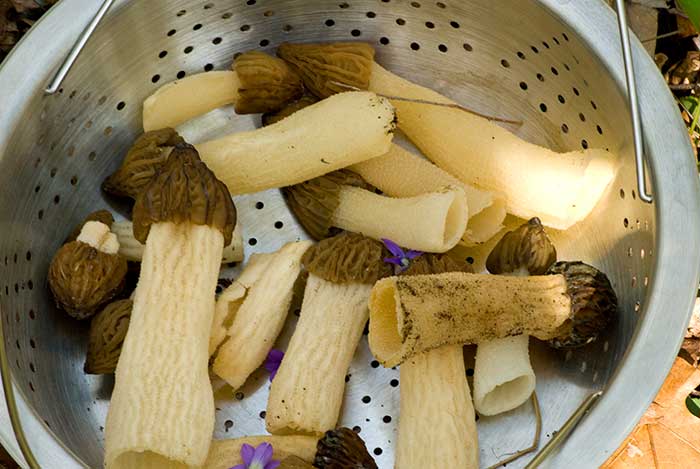 Fresh wildcrafted morels