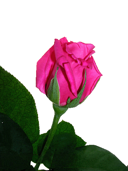 Fresh Cut Rose