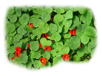 Bed of Nasturtium Leaves with Flowers