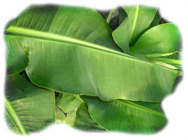 Fresh Bananna leaf
