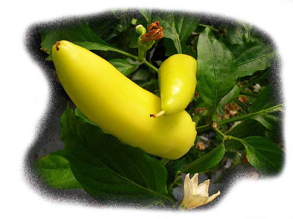 Mild yellow bananna pepper
