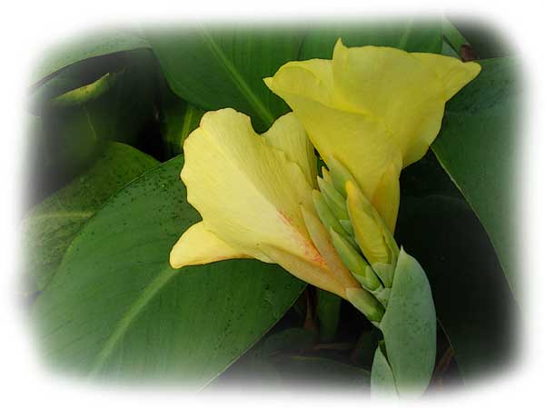 Canna Lilly Photo