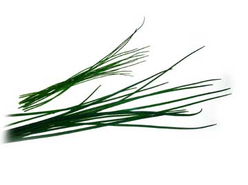 Photo comparison of thin and regular chives