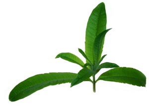 Lemon Verbena Tops