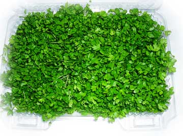 Chef Box of Micro Celery