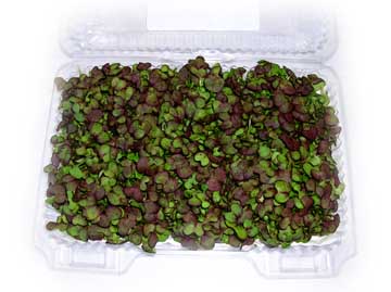 Micro Red Mustard
