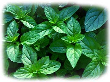 Patch of Mint Growing Perfect tops