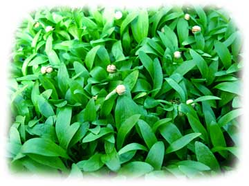 Nano Cilantro