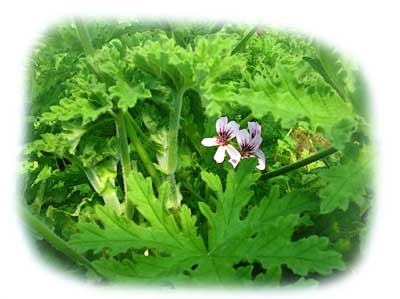 Bed of Rose Geranium with flowers