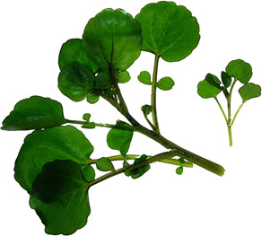 Micro Watercress